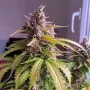 Cannabis seeds Auto Oh My Gusher® from Dutch Passion